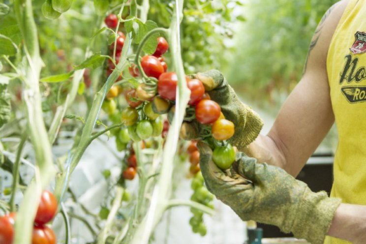 Ruim een derde Oekraïense vluchtelingen aan het werk Ruim een derde Oekraïense vluchtelingen aan het werk