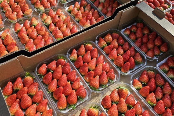 Eerste Inspire aardbeien zijn klaar voor Japan Eerste Inspire aardbeien zijn klaar voor Japan