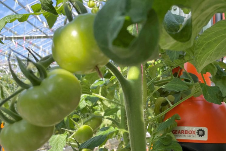 Tomatoworld op zoek naar assistent teeltmanager Tomatoworld op zoek naar assistent teeltmanager