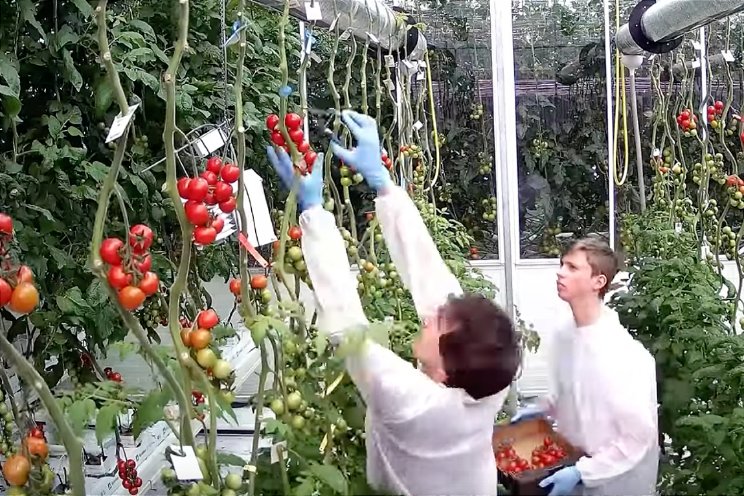 Tweede proef om tomaten ondersteboven te telen