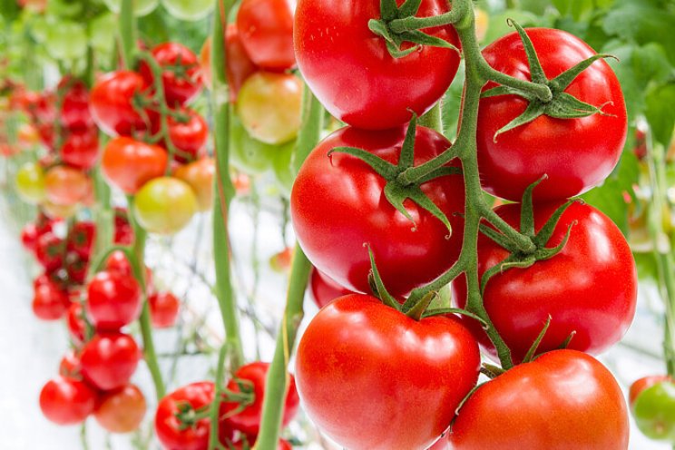 Jasmonzuur verhoogt plantweerbaarheid Jasmonzuur verhoogt plantweerbaarheid