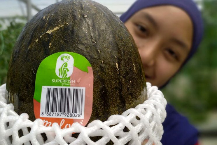 'Nieuwe meloenen bieden toegevoegde waarde'