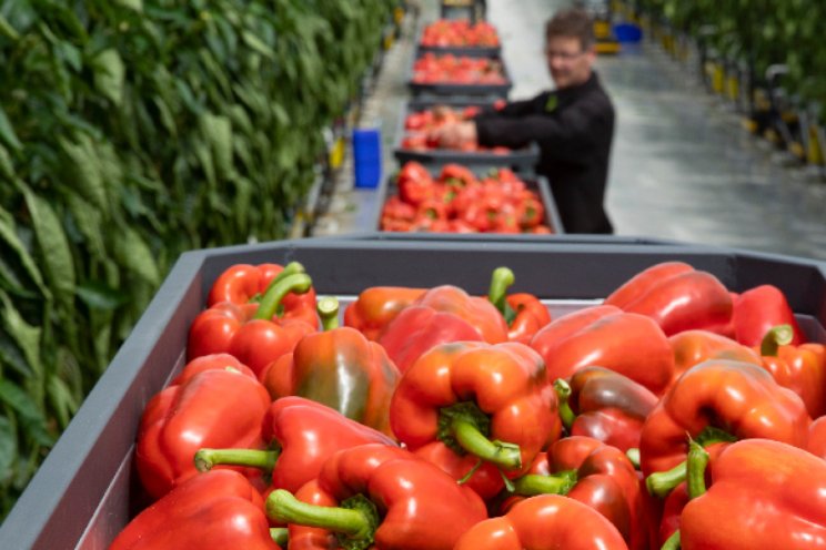 In 2022 6,4% minder glasgroentebedrijven In 2022 6,4% minder glasgroentebedrijven