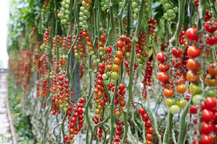 Ook BASF biedt tomaten met ToBRFV-resistentie