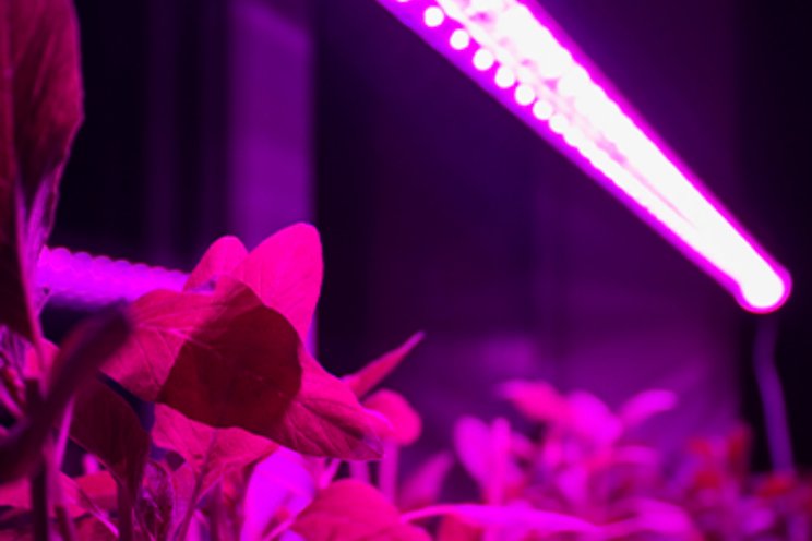 Hoe kan verlichting een rol spelen bij efficiënt telen? Hoe kan verlichting een rol spelen bij efficiënt telen?