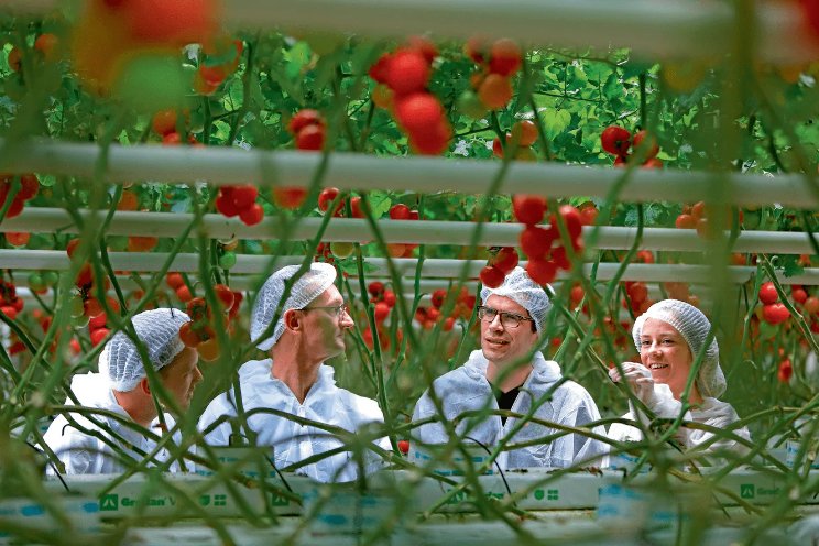 Samen naar efficiënte teelt van tomaten Samen naar efficiënte teelt van tomaten