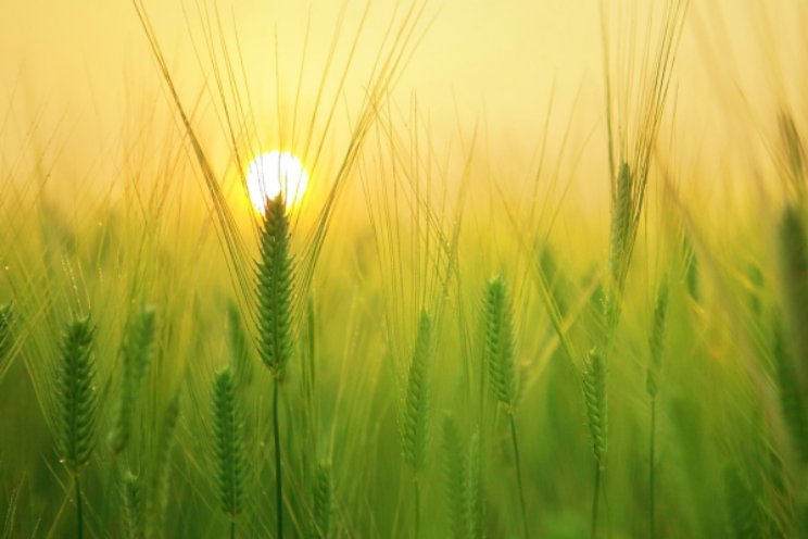 Vangnet: Natuurpositieve voedselsystemen