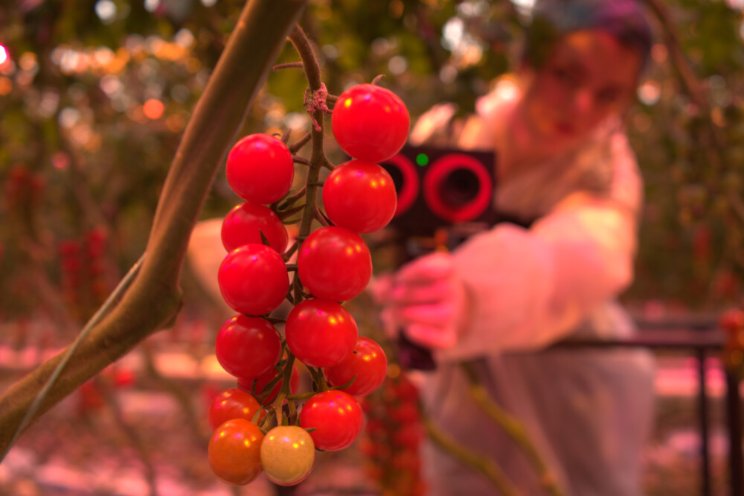 Geen ‘human error’ bij tomaten meten met AI