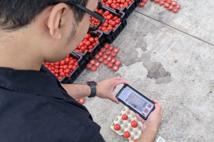 App analyseert uiterlijk tomaat in seconden