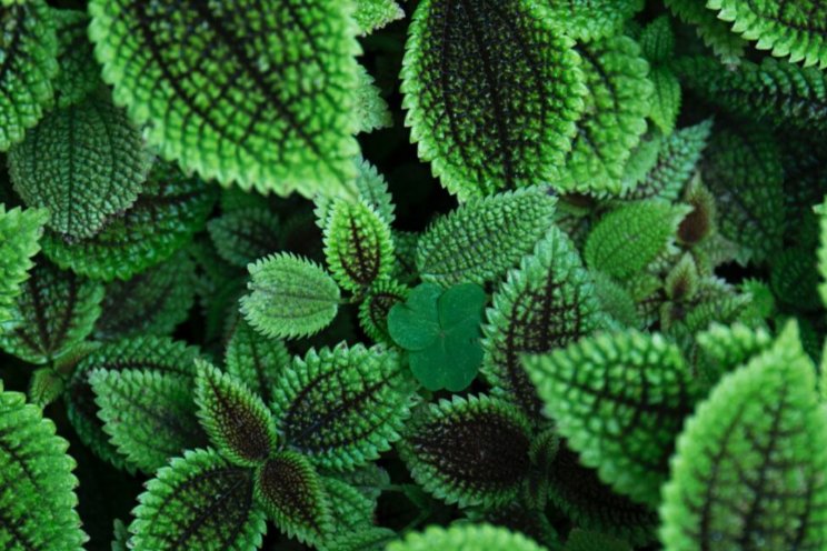 Waarom is stikstof zo belangrijk voor de plant? Waarom is stikstof zo belangrijk voor de plant?