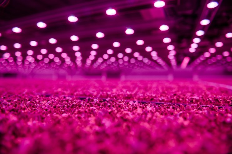 Signify schrapt 1.000 banen, helft in Nederland Signify schrapt 1.000 banen, helft in Nederland
