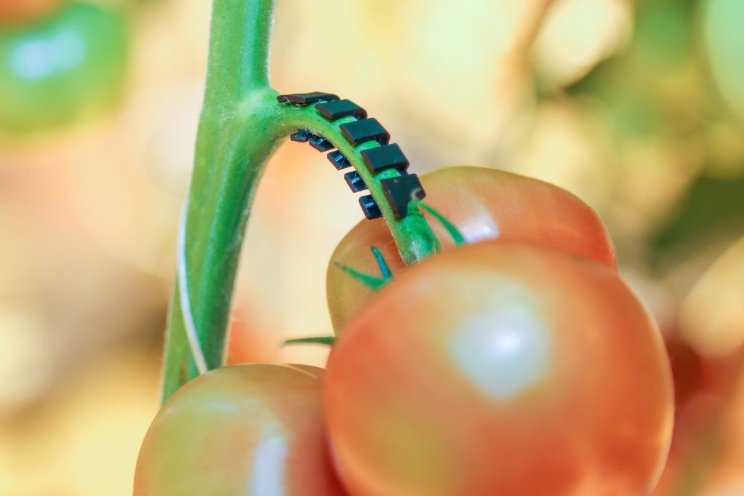 'Ondersteun de trossen van je tomatenplanten' 'Ondersteun de trossen van je tomatenplanten'