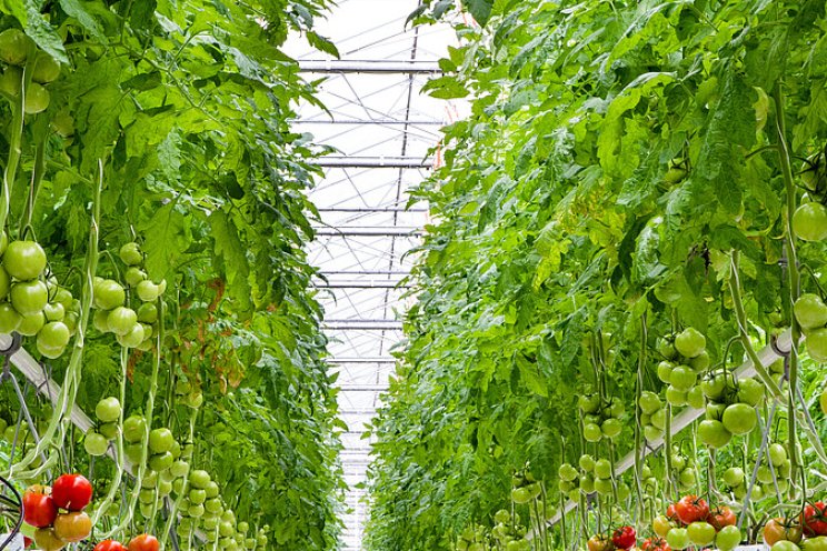 Verdamping in tomaat; hoeveel is er nodig? Verdamping in tomaat; hoeveel is er nodig?