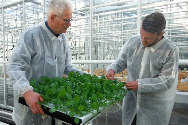 Nieuw teeltsysteem op water voor drie gewassen Nieuw teeltsysteem op water voor drie gewassen