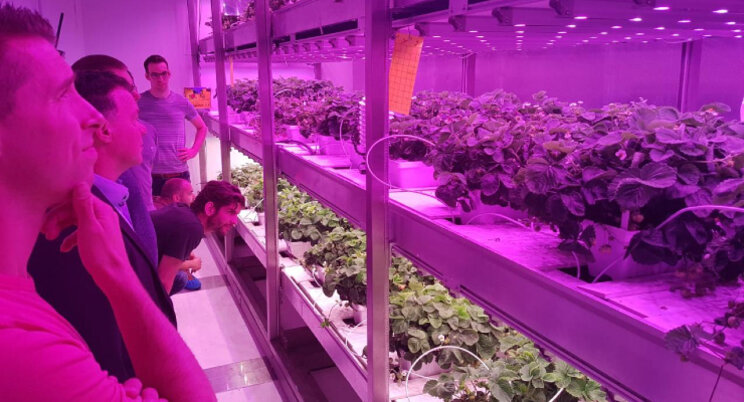 Samen werken aan de perfecte aardbei Samen werken aan de perfecte aardbei