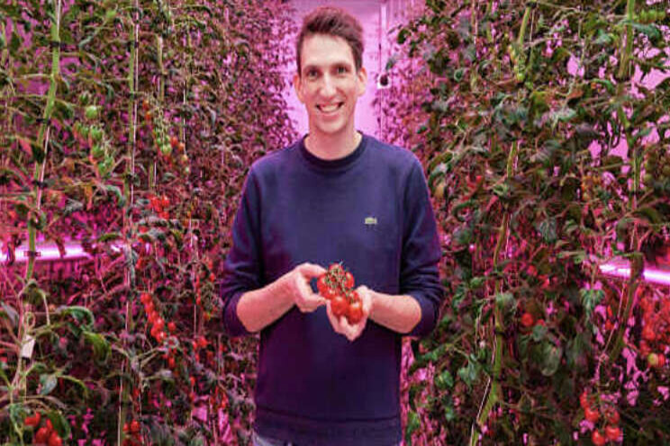 Onderzoek naar teelt tomaten in vertical farm